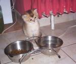 britse korthaar kitten